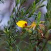 mallee_bush_pea_005