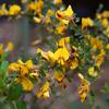 spreading_mallee_pea_003