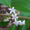 myoporum_viscosum_001