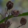 sticky_boobialla_001