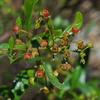 dodonaea_viscosa_002