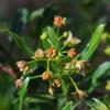 dodonaea_viscosa_006