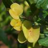 sticky_hop-bush_001_t.jpg