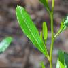 plant_256