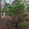 sticky_hop-bush_003