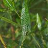 sticky_hop-bush_004