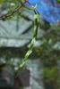 acacia_retinoides_001