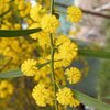 plant_122