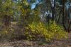 swamp_wattle_003