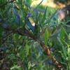 billardiera_cymosa_001