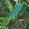 billardiera_cymosa_002