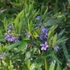 billardiera_cymosa_003
