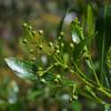 sweet_apple-berry_001_t.jpg
