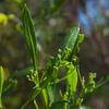 sweet_apple-berry_002