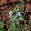 cynoglossum_saveolens_002