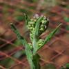 cynoglossum_saveolens_003