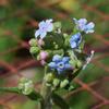 cynoglossum_saveolens_001_t.jpg