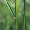 tall_spear_grass_001_t.jpg