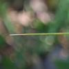tall_spear_grass_002