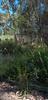 tall_spear_grass_004