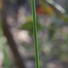 carex_appressa_001