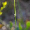 carex_appressa_002