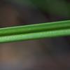 carex_appressa_005