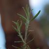 twiggy_daisy_bush_001_t.jpg