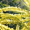 plant_029