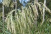 plant_085