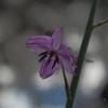 vanilla_lily_001_t.jpg