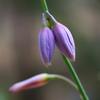 vanilla_lily_008