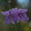 vanilla_lily_009