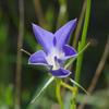 wahlenbergia_stricta_001