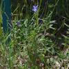 wahlenbergia_stricta_004