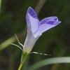 wahlenbergia_stricta_007