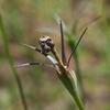 wahlenbergia_stricta_009