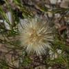 vittadinia_blackii_001