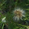 vittadinia_blackii_002