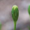 vittadinia_blackii_004