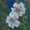 goodenia_albiflora_002_t.jpg