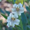 goodenia_albiflora_004