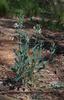 goodenia_albiflora_007