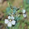 goodenia_albiflora_008