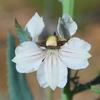 goodenia_albiflora_009