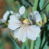 goodenia_albiflora_011