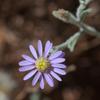 vittadinia_gracilis_007_t.jpg