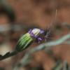 vittadinia_gracilis_001
