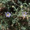 vittadinia_gracilis_004