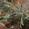 vittadinia_gracilis_005